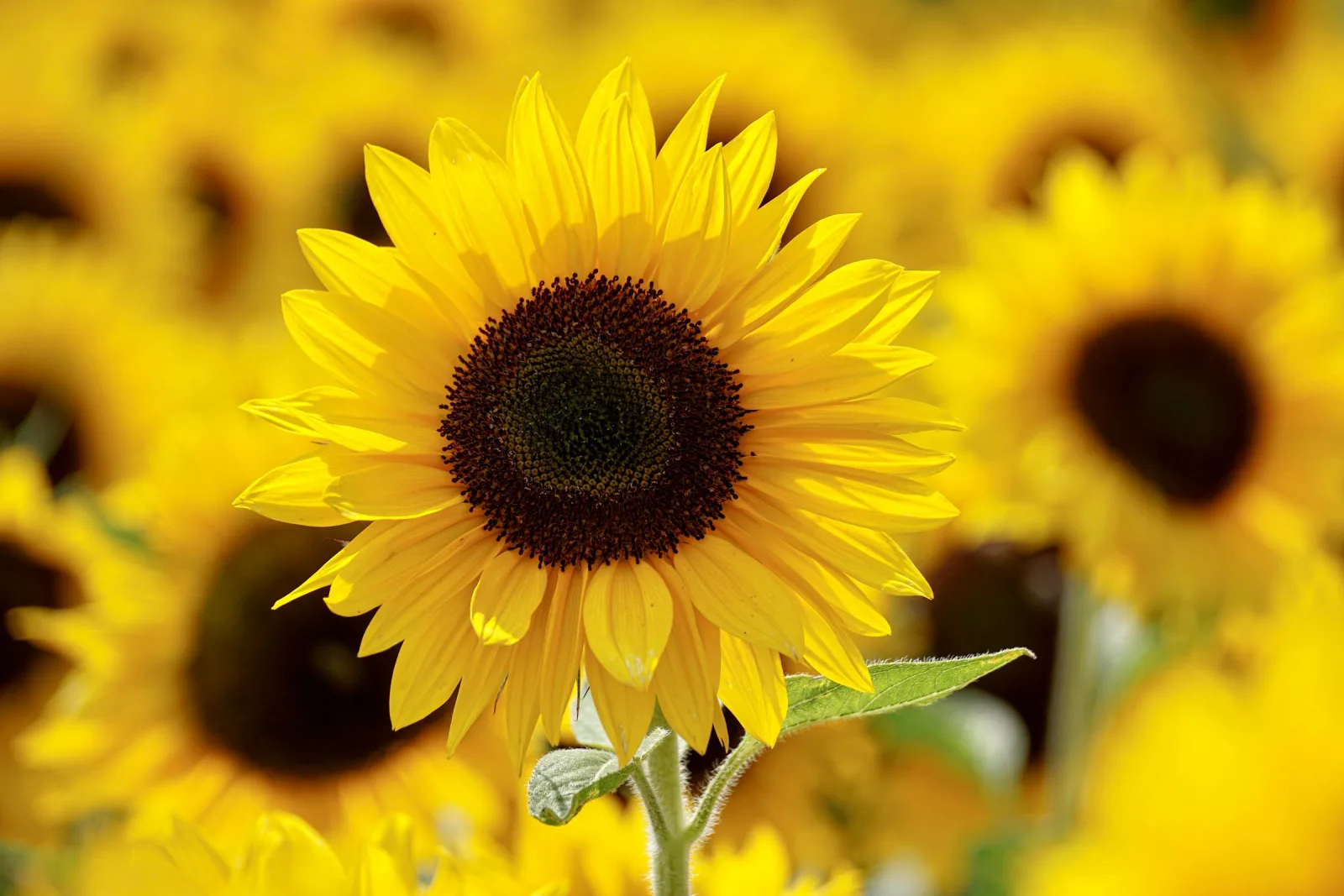 Close-up of a sunflower in a sunlit sunflower field